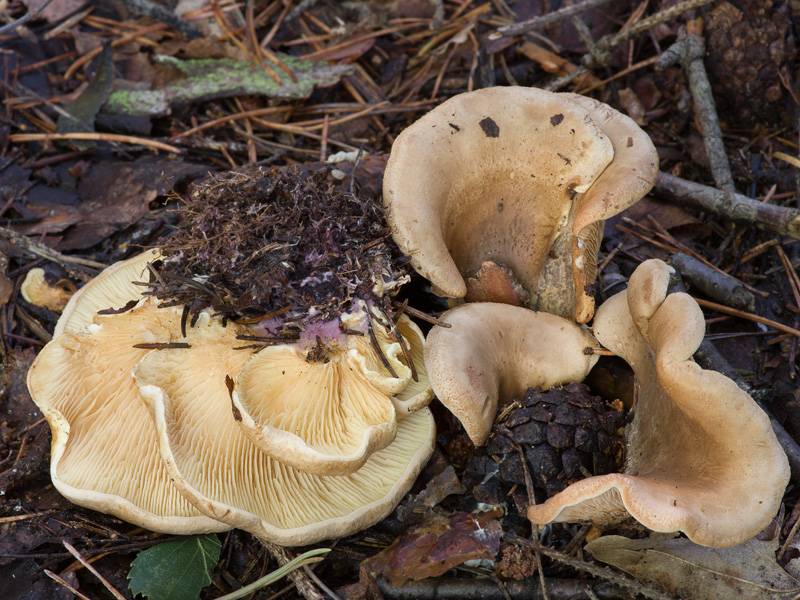 Tapinella panuoides f. ionipus